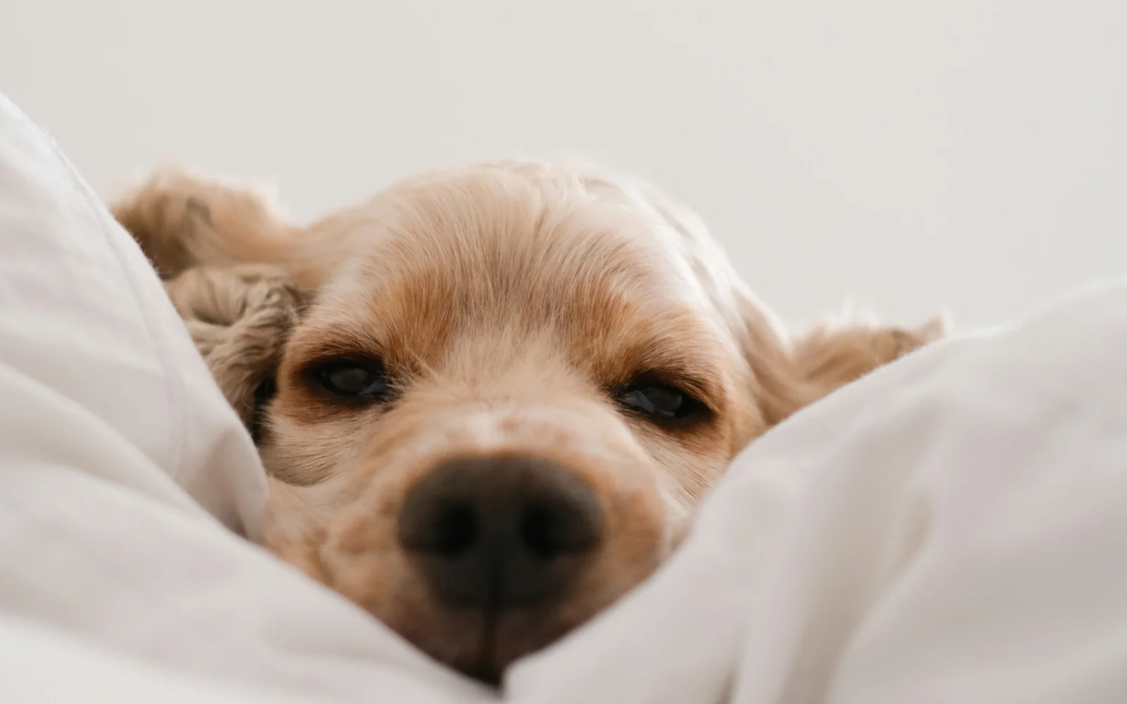A cocker spaniel half asleep in white bedding