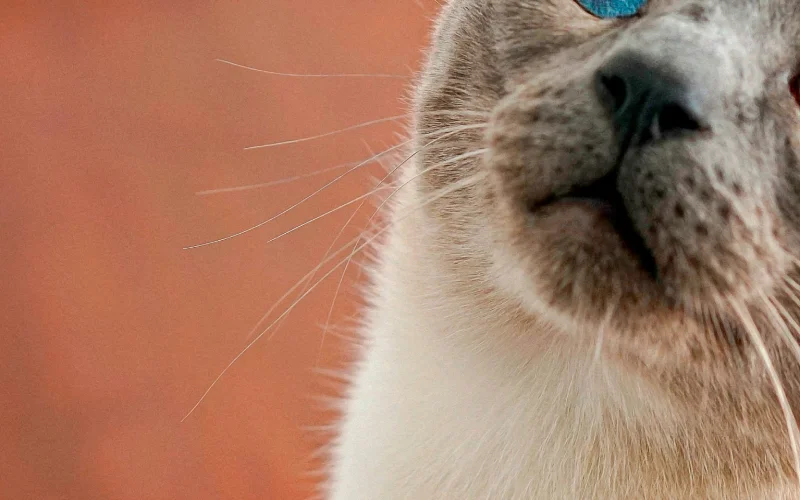 A pale cat in close profile against a warm orange wall