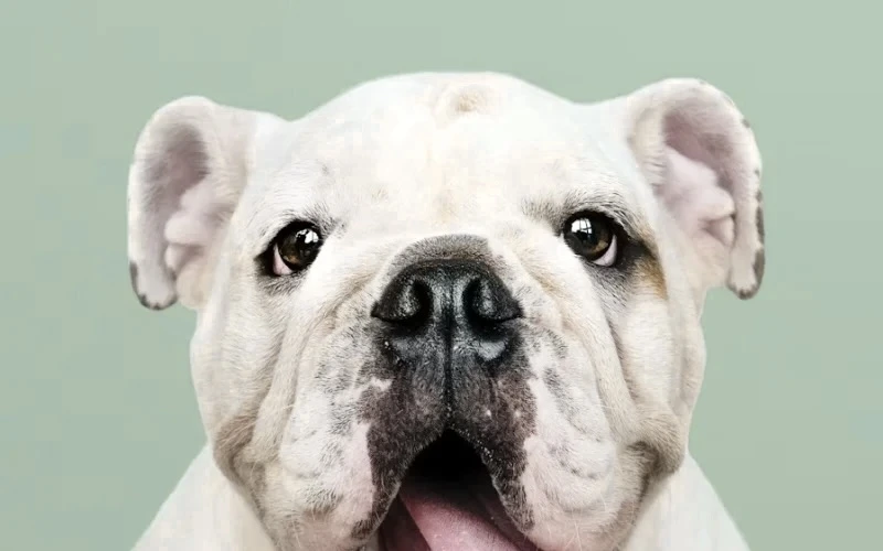 A white bulldog facing the camera on a sage green ground