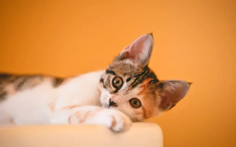A tabby kitten lying down against an ochre wall