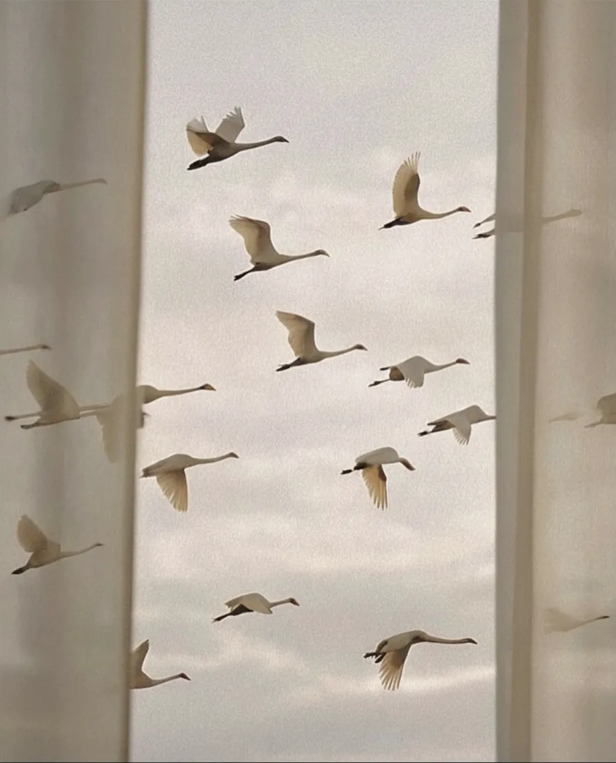 A flock crossing the gap between two curtains